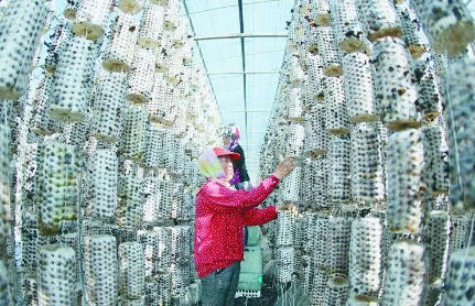 “中國林都”伊春：林區不伐木 林下找出路