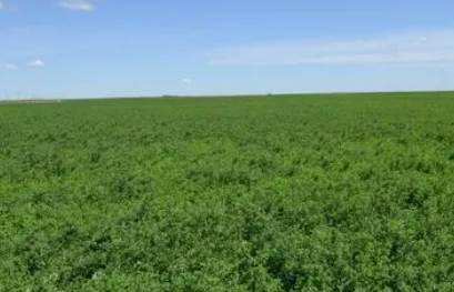 小小苜蓿成撬動鄉村振興“新引擎”