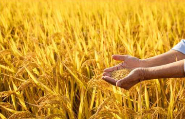 浙江省啟動實施2023年度省級規模種糧動態補貼政策