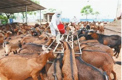 江西省上半年全省畜牧業生產形勢穩定向好