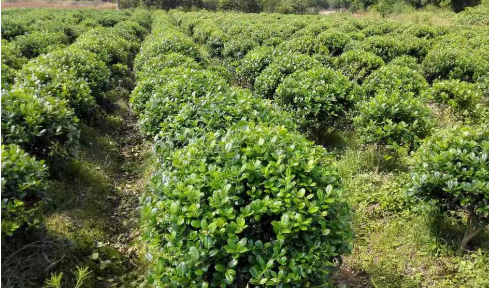 湖北省園藝作物年產量超5200萬噸 441項地方標準護航產業發展