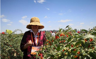 甘肅白銀市搭乘東西部協作“快車” 助力農特產品走向全國
