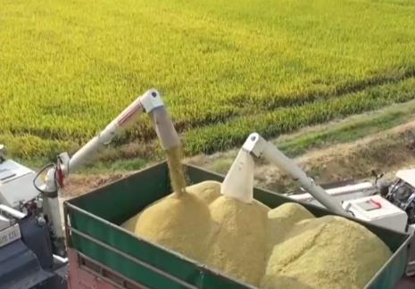 新品種、新技術助力早稻增產 多舉措保障糧食顆粒歸倉