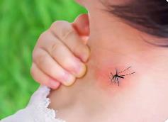 今夏北京蚊子變少了？疾控部門回應：是熱“懶”了