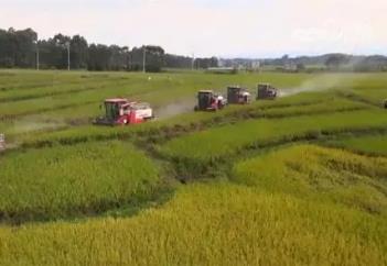 各糧食主產區多措并舉 高質高效推進早稻收獲