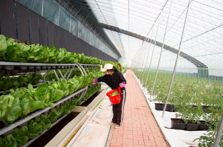 河北雄安新區大力發展都市型現代農業