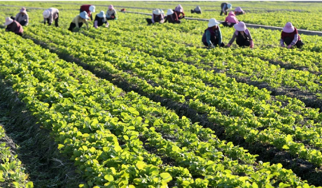 云南特色農業強省建設成效漸顯