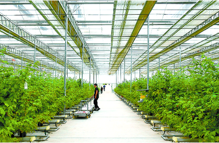 青海省海東市：讓“綠特”產業成為強農惠農富農“主引擎”