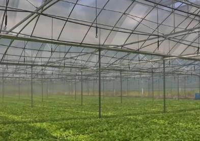各蔬菜種植區多措并舉保障百姓夏季“菜籃子”供應
