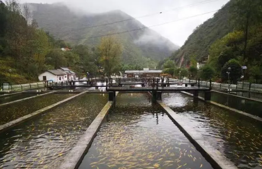 陜西商洛推動冷水魚產業提檔升級