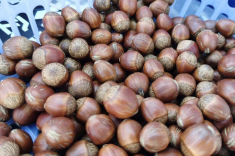 興安盟扎賚特旗：小榛子大產業 打造中國“蒙榛之都”