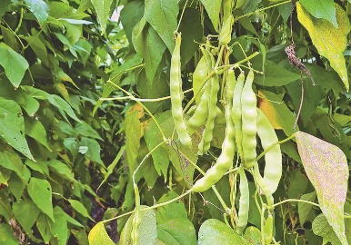 黑龍江蘭西油豆角產業布局劃重點