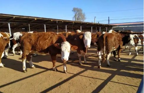 從“吉牛云”到“吉牛幫”看數字化助力吉林省肉牛產業發展