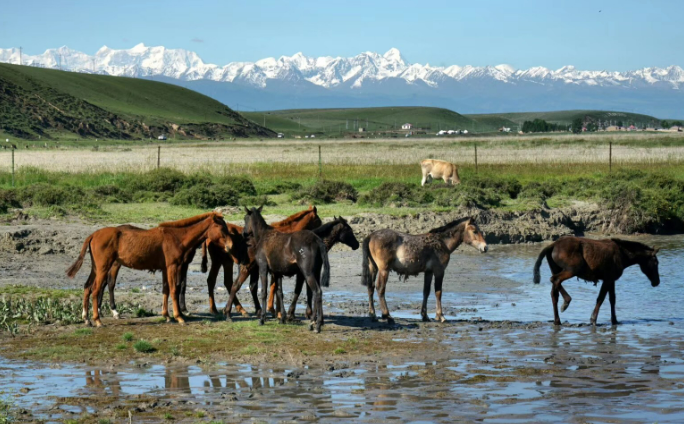 “中國天馬之鄉”的新跨越