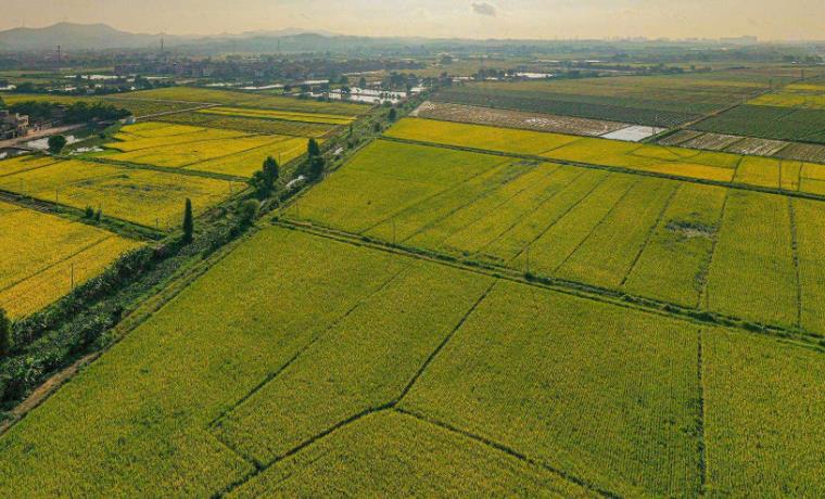 2023年早稻實現增產豐收 產量超過500億斤