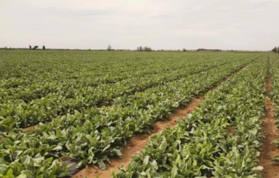 新疆中藥材種植步入產業發展“新賽道”