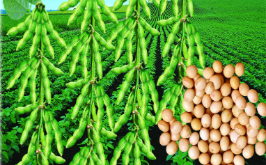 農業農村部：玉米大豆生物育種產業化有序推進