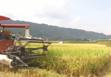 多地水稻陸續成熟 機械化收割提高效率