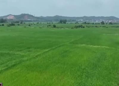 今年秋糧面積預計達13.1億畝 多地將陸續開啟豐收模式