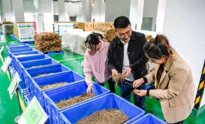 甘肅隴南：“可追溯”助力中藥材產業發展