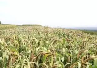 小米金燦燦+萬壽菊豐收 多地特色農業助增收促振興