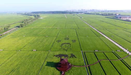 品牌建設引領產業振興——哈爾濱縣域經濟發展一線觀察
