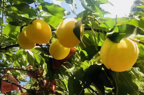 湖南“兩品一標”總數居全國前列