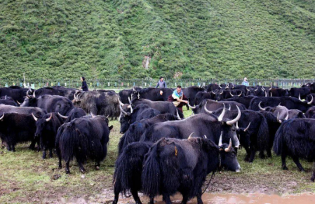 打響牦牛品牌，青海玉樹靠啥去拼