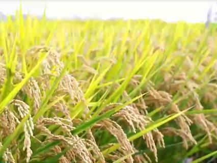 推進水稻產業升級換擋 北方水稻研究中心為提升糧食產能提供科技支撐