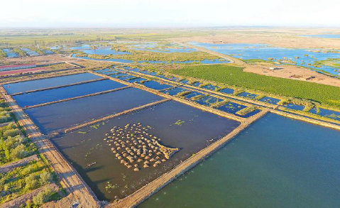 新疆漁業總產量西北地區排名第二