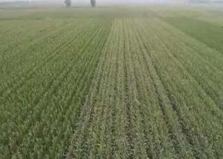 糧食主產區迎豐收 規模化經營 為好技術找到用武之地