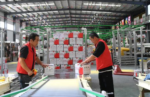 小蘋果創出產業大天地——陜西洛川蘋果產業集群見聞