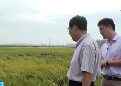 農作物生長形勢明顯好于常年 遼寧多舉措支撐糧食穩產增產