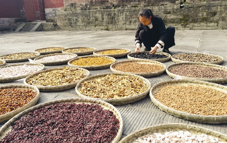 湖北十堰: 中藥材成群眾增收致富產業