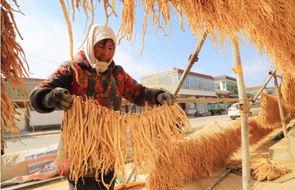 中藥材成為甘肅定西農民增收的支柱產業