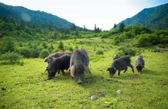 西藏林芝：發展農牧特色產品品牌