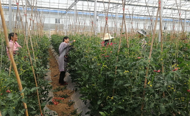 中國電氣裝備探索幫扶新模式 賦能農業“智”富路