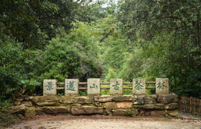 走進中國第57項世界遺產：普洱景邁山古茶林文化景觀