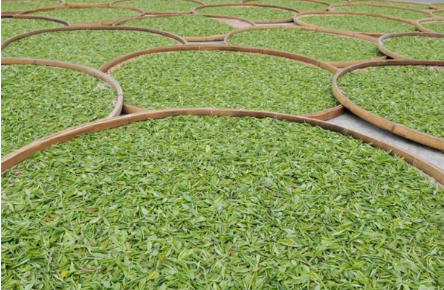 貴州石阡苔茶十一項團體標準發布實施