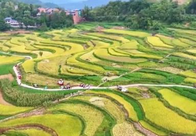 多地水稻迎來收獲期 高產攻關示范帶動成效明顯