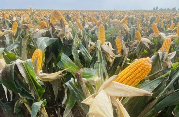 吉林四平：擦亮“中國優質玉米之都”招牌