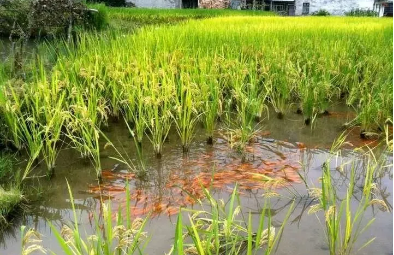 稻香魚肥話豐年——來自苗鄉侗寨的秋收見聞