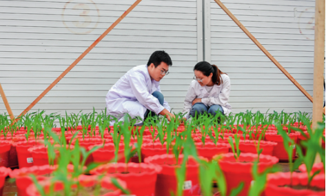 吉林省科技小院助力農業高質量發展