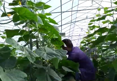 全國“菜籃子”產品量足價穩 節日供應有保障