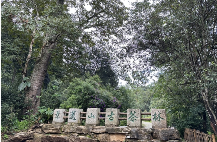 中國22項重要茶文化遺產 除了普洱還有哪些？