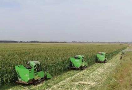 秋收時節好“豐”景 五谷蕃熟穰穰滿家