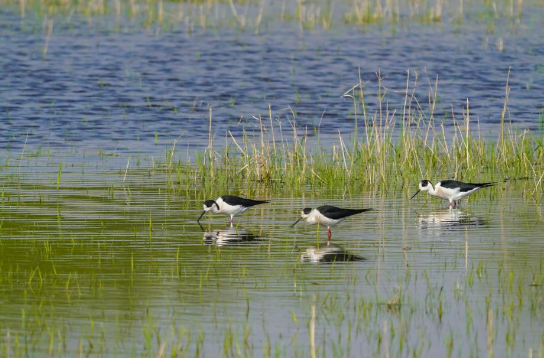 河潤齊魯氣象新——山東推動黃河流域生態保護和高質量發展紀實