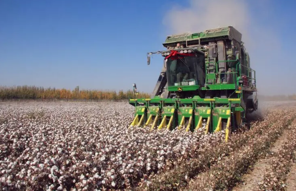 新疆棉花進入大規模采收期 投入6900余臺采棉機