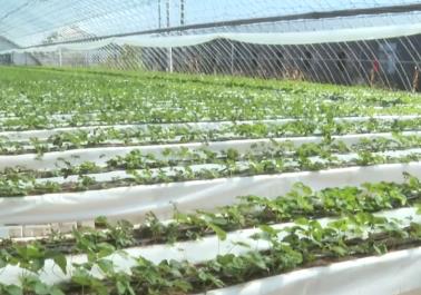 我國農業保險規模已居全球前列 承保農產品品種達500余個