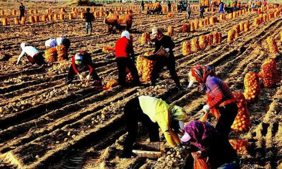 陜西定邊：特色富民產業“鏈”上致富路